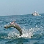 fishing - deep sea catch