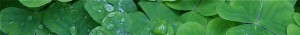 footer-clover