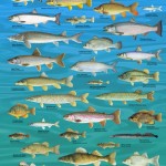lake-fish-chart-i0