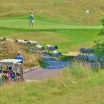 sheep trail